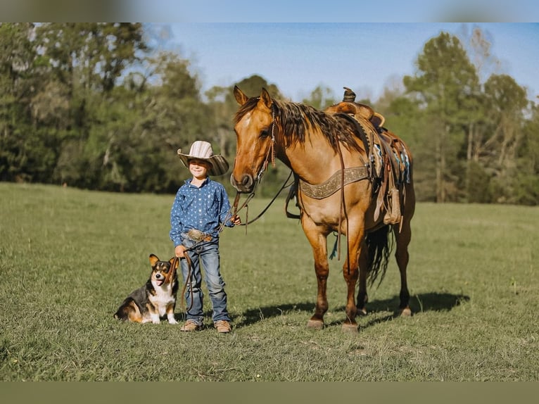 American Quarter Horse Wallach 12 Jahre Falbe in Lyles, TN