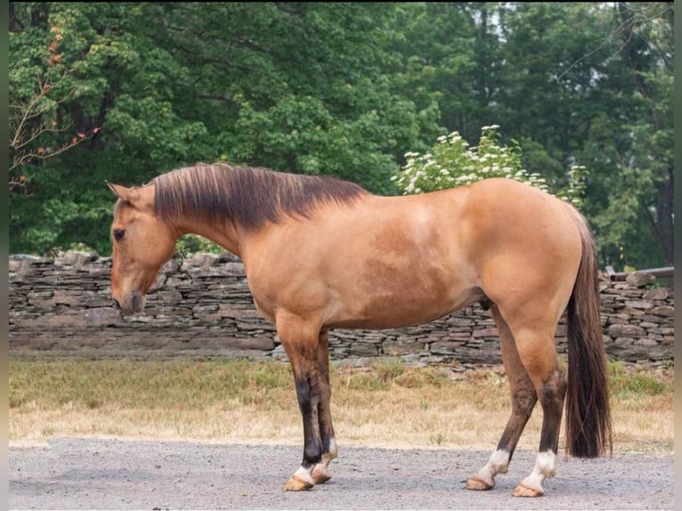 American Quarter Horse Wallach 12 Jahre Falbe in Everett PA