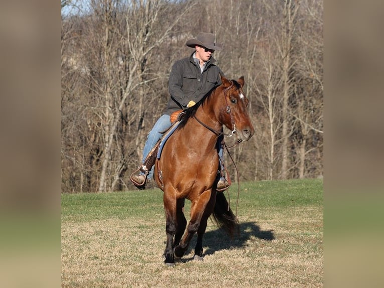 American Quarter Horse Wallach 12 Jahre Falbe in Somerset