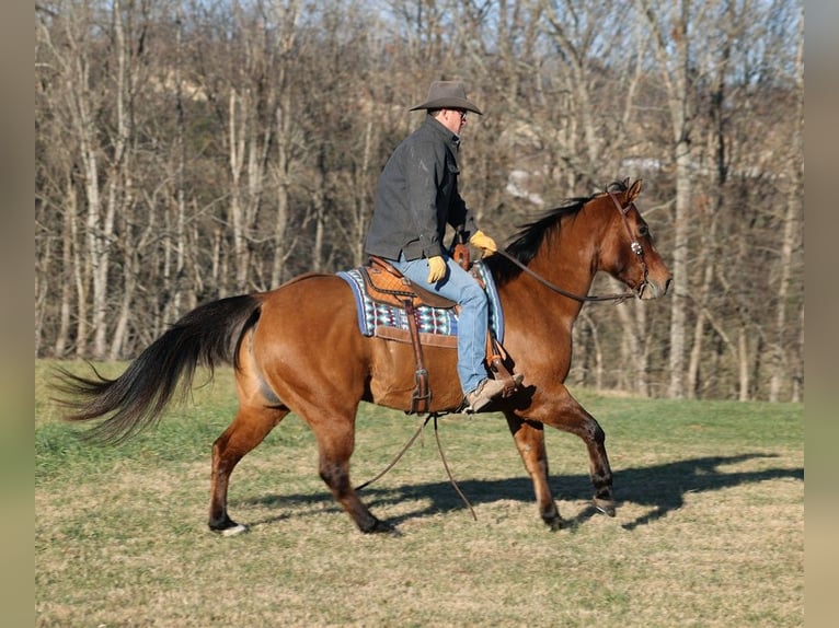 American Quarter Horse Wallach 12 Jahre Falbe in Somerset