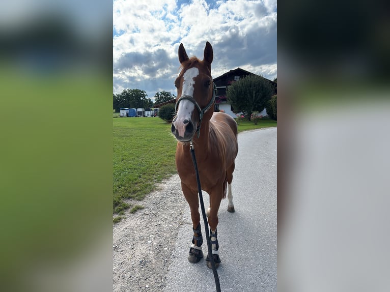 American Quarter Horse Wallach 12 Jahre in Raisting