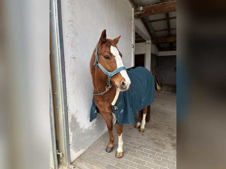 American Quarter Horse Wallach 12 Jahre in Raisting