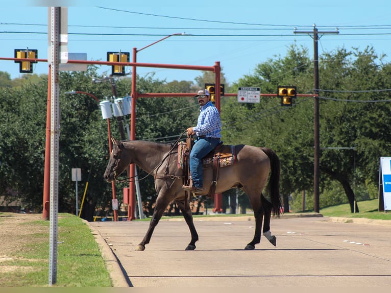 American Quarter Horse Wallach 12 Jahre Grullo in Whitesboro