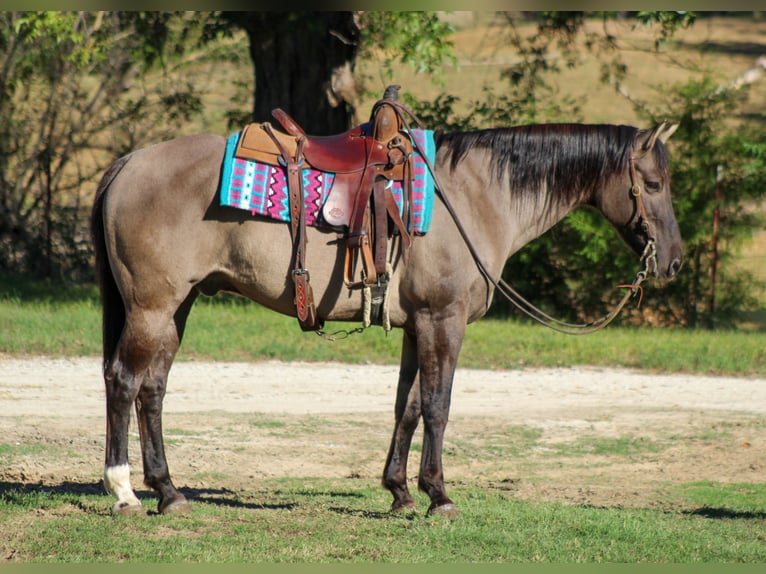 American Quarter Horse Wallach 12 Jahre Grullo in Whitesboro