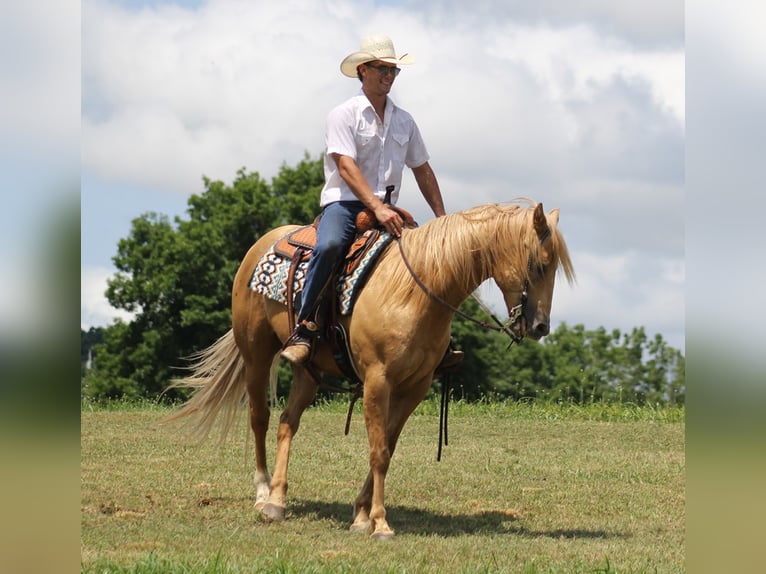 American Quarter Horse Wallach 12 Jahre Palomino in Brodhead Ky