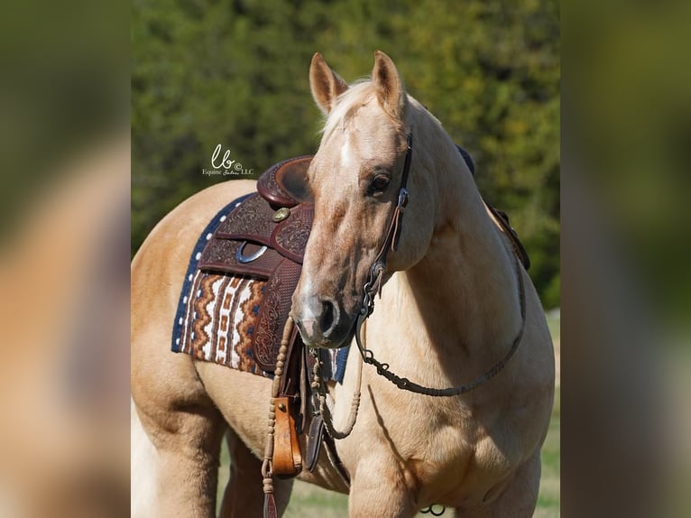 American Quarter Horse Wallach 12 Jahre Palomino in Terrell, TX