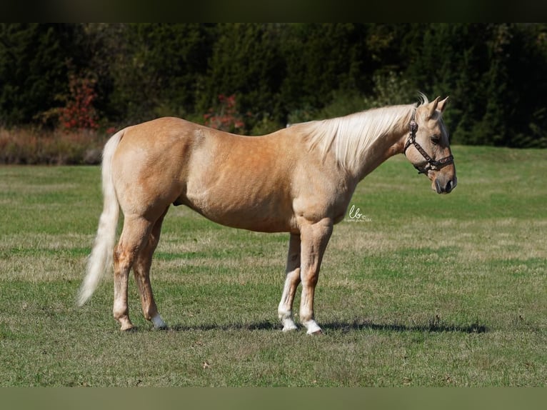 American Quarter Horse Wallach 12 Jahre Palomino in Terrell, TX