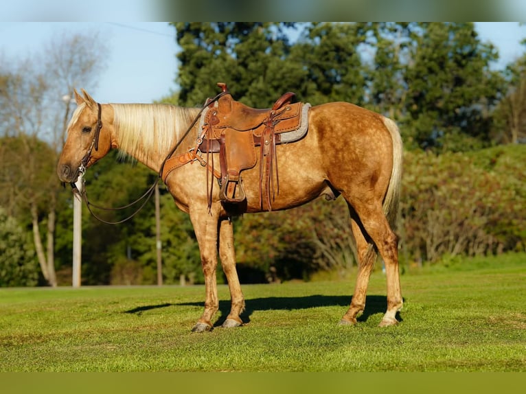 American Quarter Horse Wallach 12 Jahre Palomino in Clarion