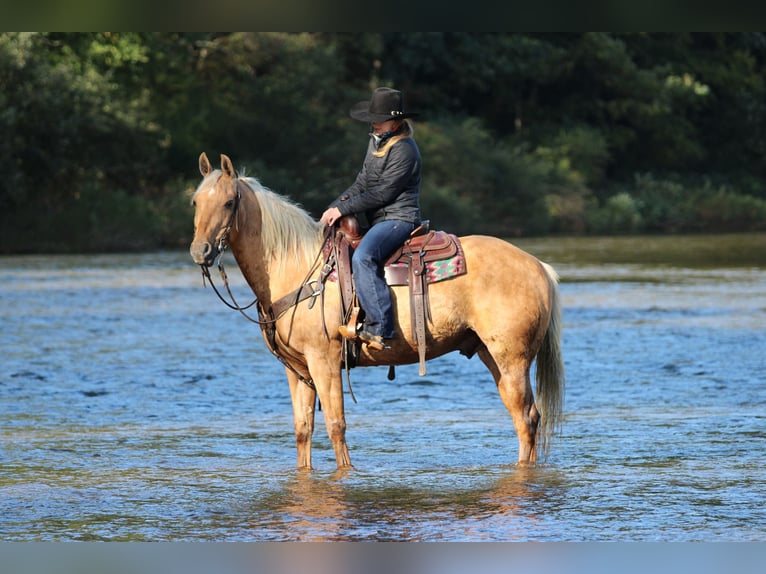 American Quarter Horse Wallach 12 Jahre Palomino in Clarion