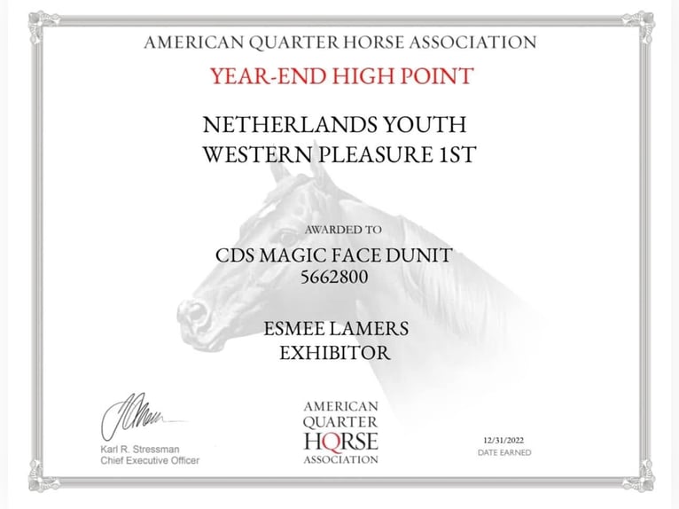 American Quarter Horse Wallach 12 Jahre Palomino in Milsbeek