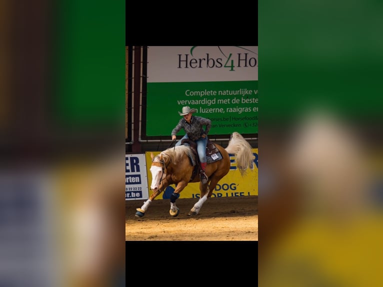 American Quarter Horse Wallach 12 Jahre Palomino in Milsbeek