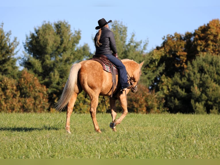 American Quarter Horse Wallach 12 Jahre Palomino in Clarion