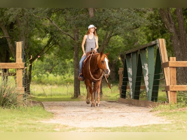 American Quarter Horse Wallach 12 Jahre in WEATHERFORD, TX