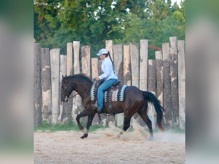 American Quarter Horse Wallach 12 Jahre Rappe in Athens