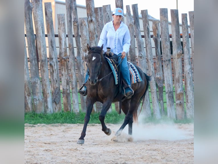 American Quarter Horse Wallach 12 Jahre Rappe in Athens