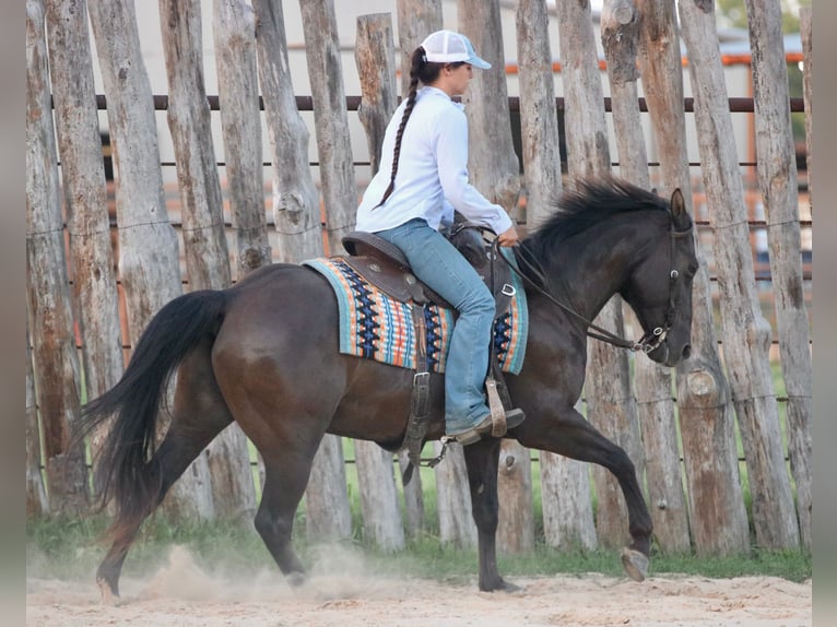American Quarter Horse Wallach 12 Jahre Rappe in Athens