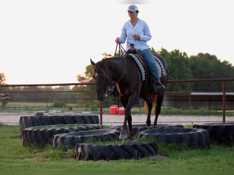 American Quarter Horse Wallach 12 Jahre Rappe in Athens