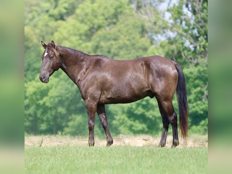 American Quarter Horse Wallach 12 Jahre Rappe in Athens