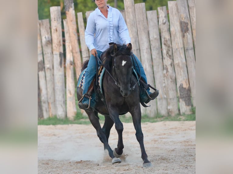 American Quarter Horse Wallach 12 Jahre Rappe in Athens