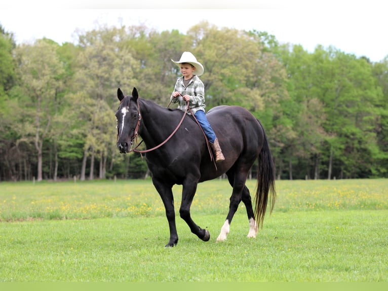 American Quarter Horse Wallach 12 Jahre Rappe in Clarion