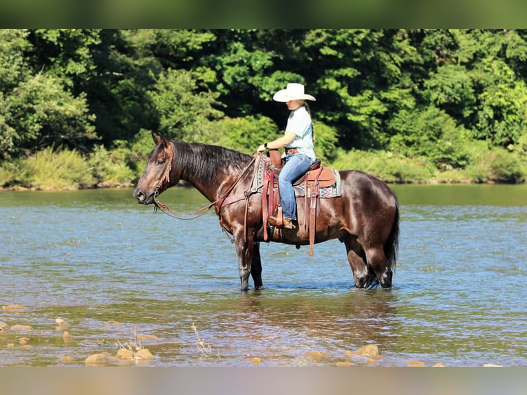 American Quarter Horse Wallach 12 Jahre Rappe in Clarion