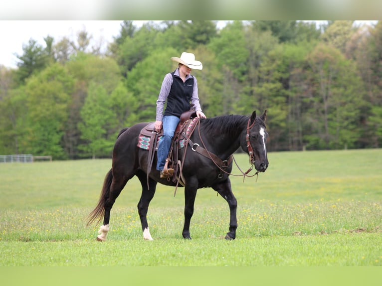 American Quarter Horse Wallach 12 Jahre Rappe in Clarion
