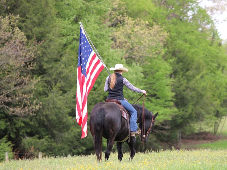 American Quarter Horse Wallach 12 Jahre Rappe in Clarion