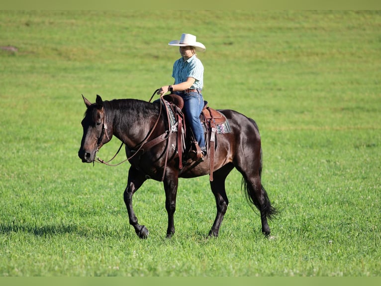 American Quarter Horse Wallach 12 Jahre Rappe in Clarion