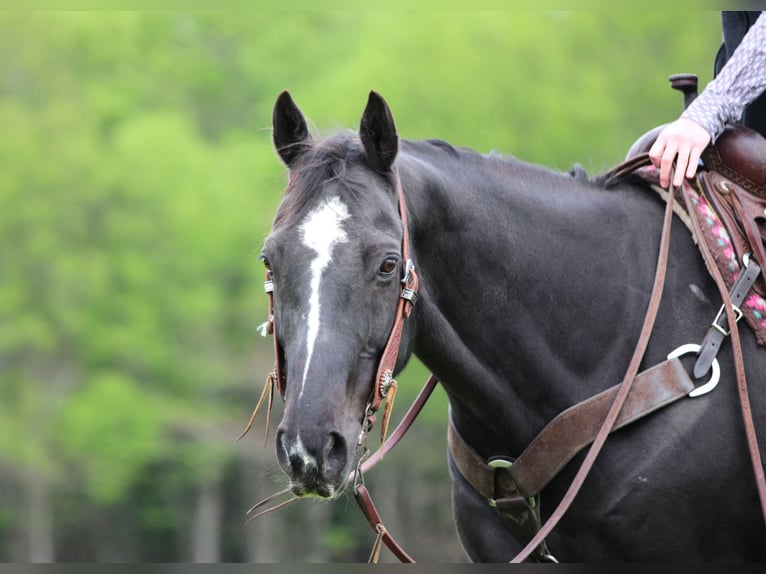 American Quarter Horse Wallach 12 Jahre Rappe in Clarion