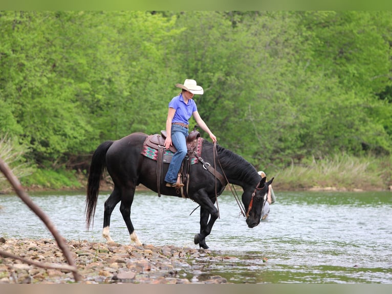 American Quarter Horse Wallach 12 Jahre Rappe in Clarion
