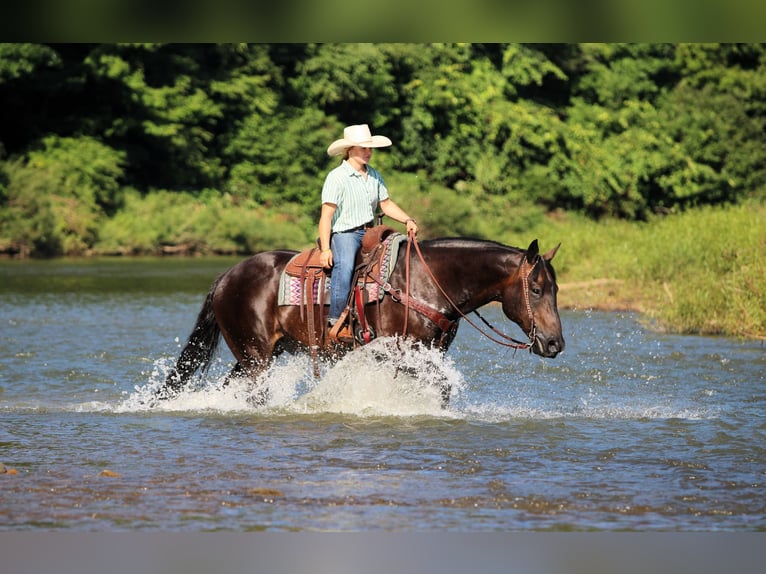 American Quarter Horse Wallach 12 Jahre Rappe in Clarion