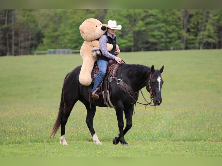 American Quarter Horse Wallach 12 Jahre Rappe in Clarion
