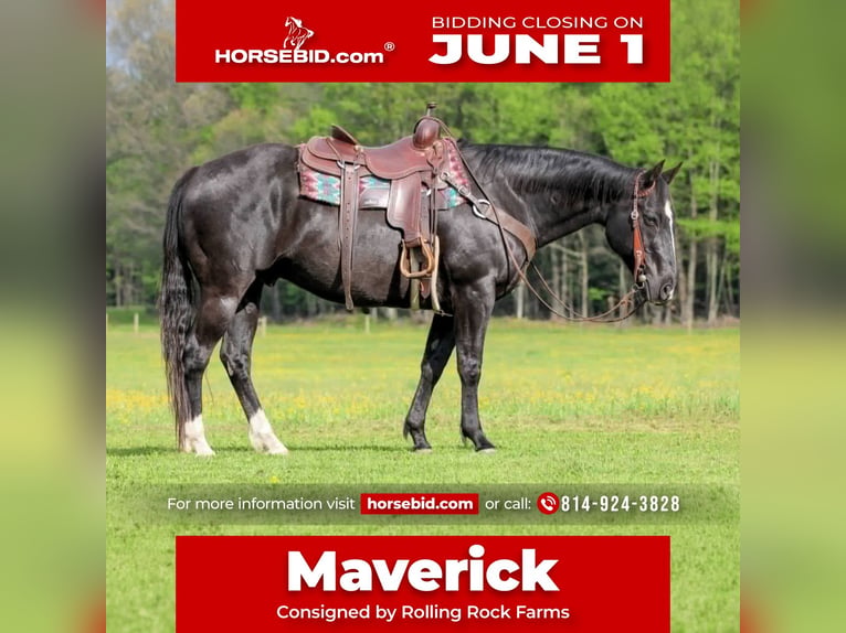 American Quarter Horse Wallach 12 Jahre Rappe in Clarion