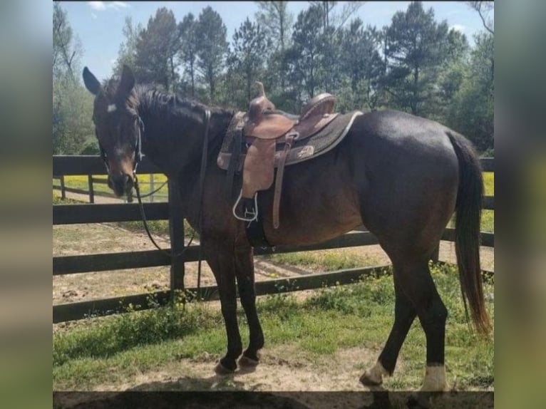 American Quarter Horse Mix Wallach 12 Jahre Rappe in Moody