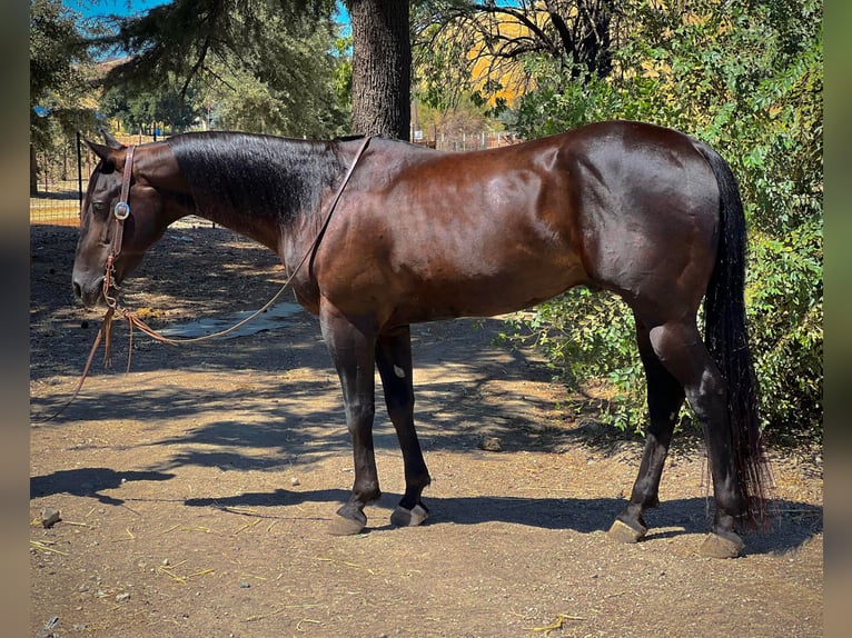 American Quarter Horse Wallach 12 Jahre Rappe in Bitterwater, CA