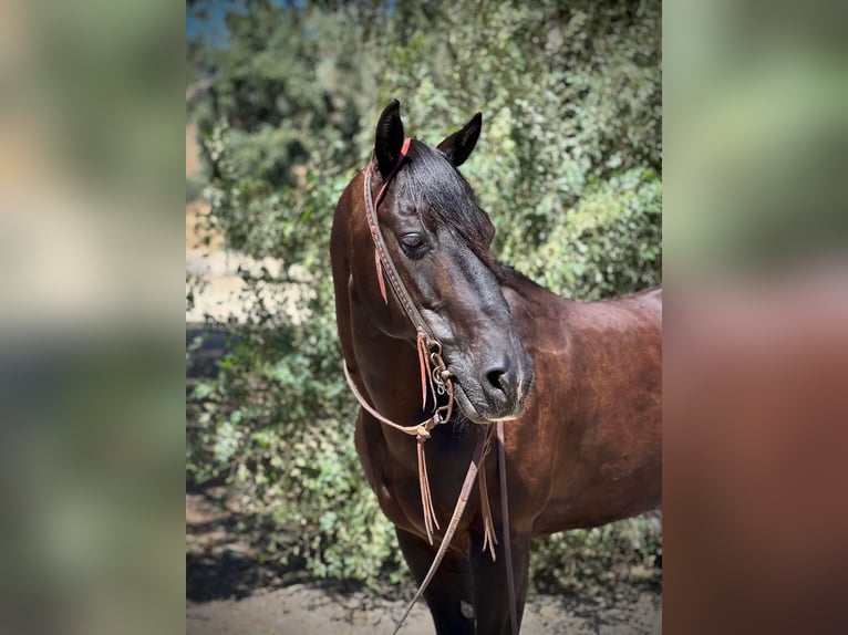 American Quarter Horse Wallach 12 Jahre Rappe in Bitterwater, CA