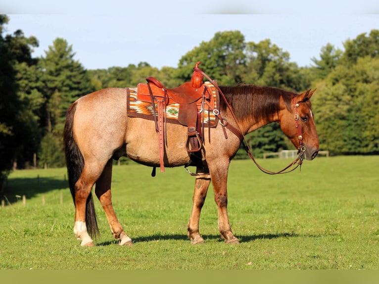 American Quarter Horse Wallach 12 Jahre Red Dun in Clarion