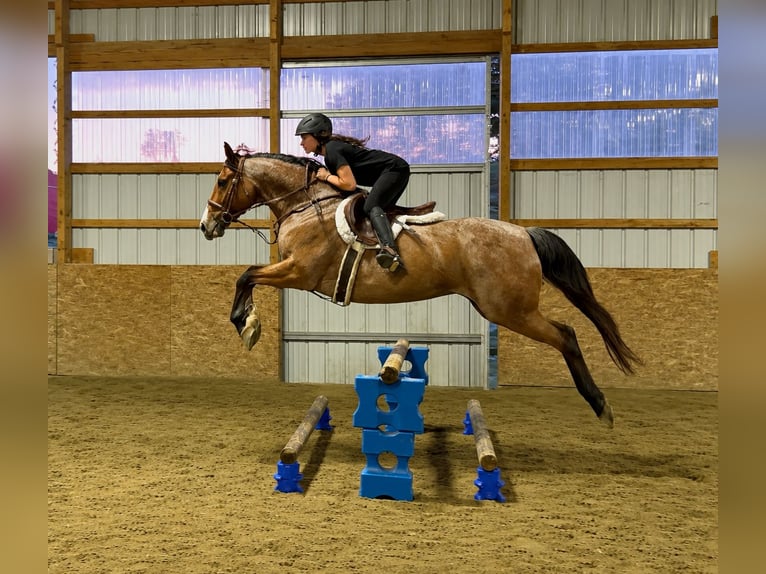 American Quarter Horse Wallach 12 Jahre Roan-Bay in Jefferson