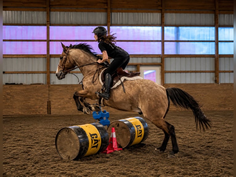 American Quarter Horse Wallach 12 Jahre Roan-Bay in Jefferson