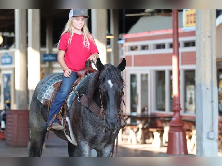 American Quarter Horse Wallach 12 Jahre Roan-Blue in Joshua, TX