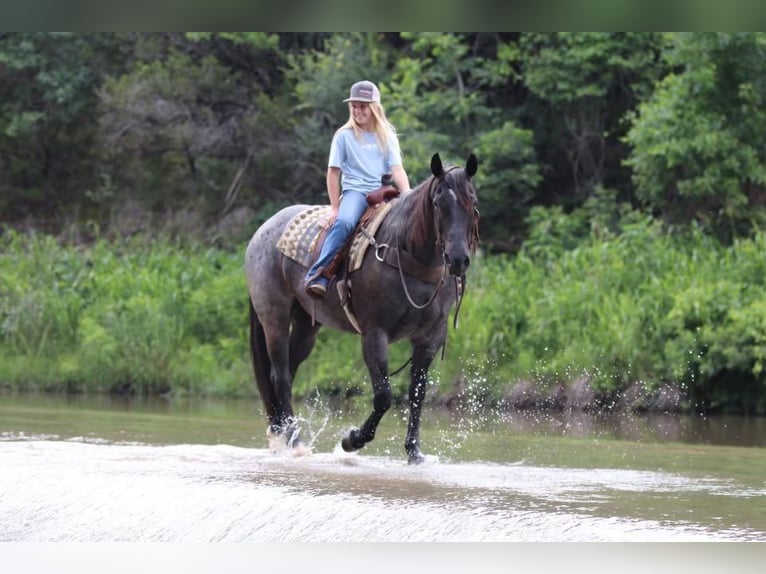 American Quarter Horse Wallach 12 Jahre Roan-Blue in Joshua, TX