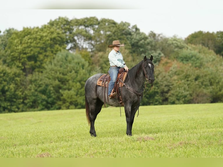 American Quarter Horse Wallach 12 Jahre Roan-Blue in Clarion