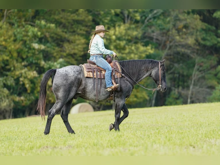 American Quarter Horse Wallach 12 Jahre Roan-Blue in Clarion