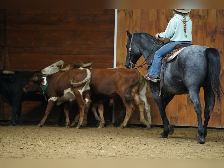 American Quarter Horse Wallach 12 Jahre Roan-Blue in Clarion