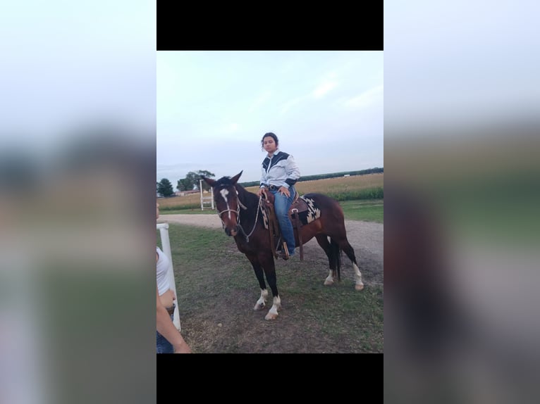 American Quarter Horse Wallach 12 Jahre Rotbrauner in Fall River