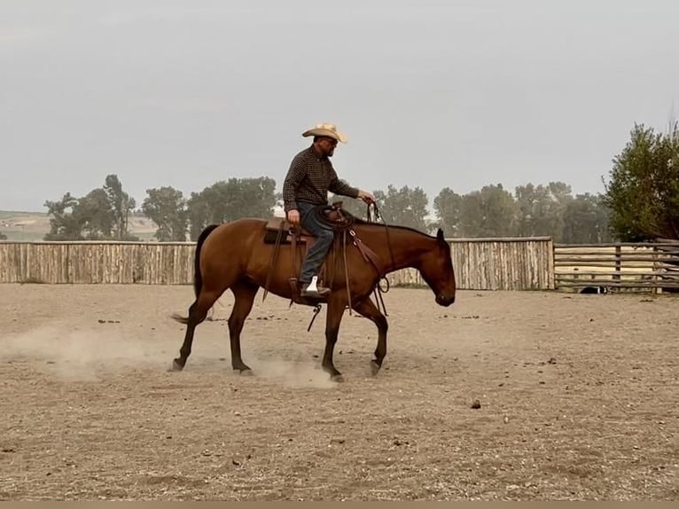 American Quarter Horse Wallach 12 Jahre Rotbrauner in Drummond, MT