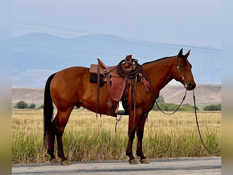 American Quarter Horse Wallach 12 Jahre Rotbrauner in Drummond, MT