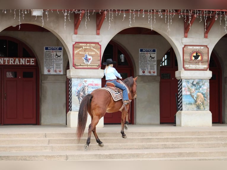 American Quarter Horse Mix Wallach 12 Jahre Rotbrauner in Fort Worth, TX
