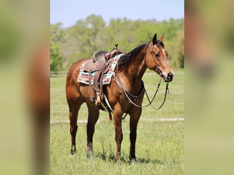 American Quarter Horse Wallach 12 Jahre Rotbrauner in Morgan Mill TX