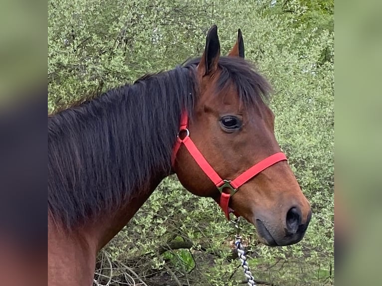 American Quarter Horse Mix Wallach 12 Jahre Rotbrauner in Grandby, CT